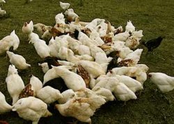 chickens